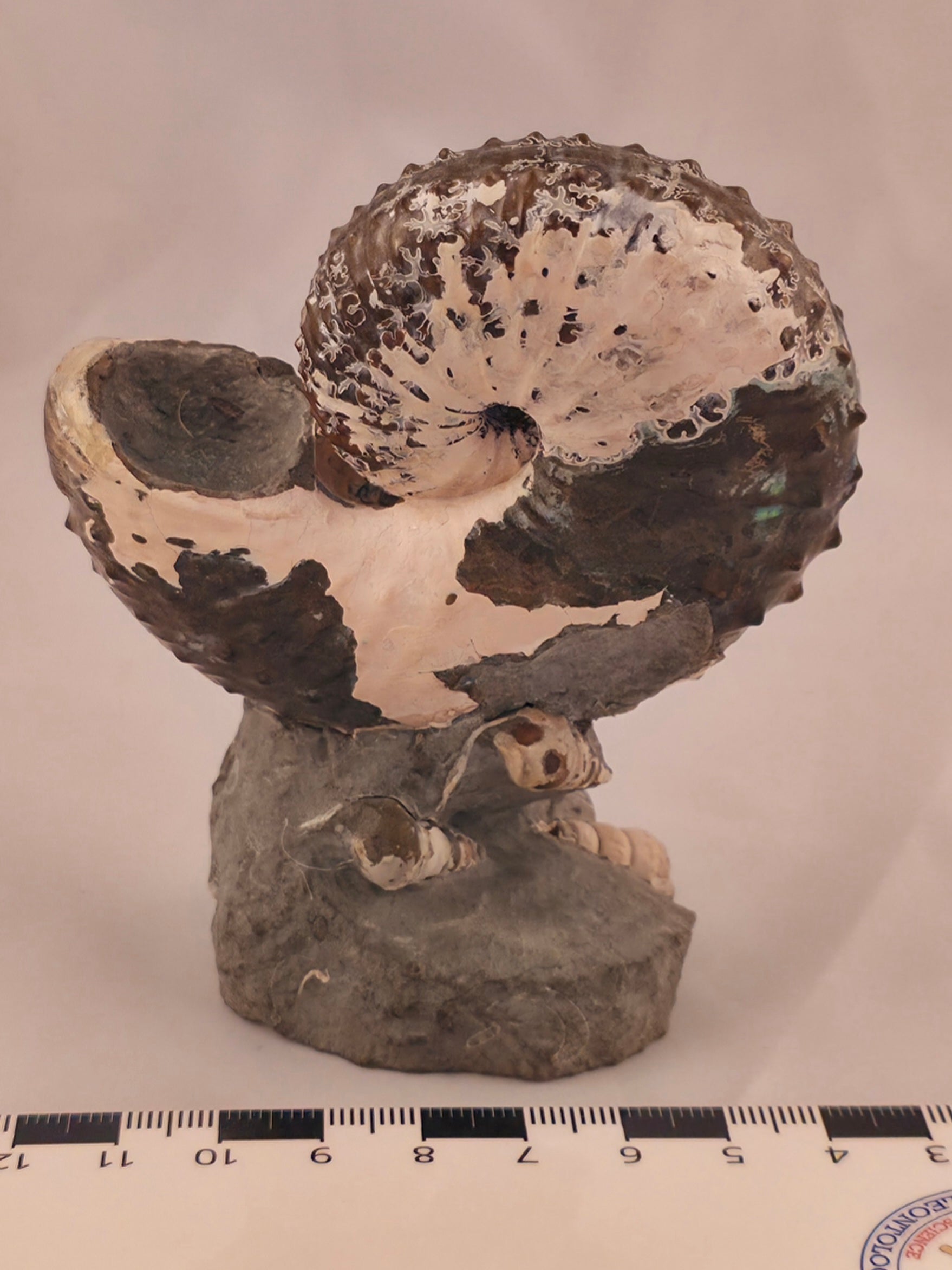 Discoscaphites cf. D. gulosus 