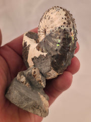 Discoscaphites cf. D. gulosus 