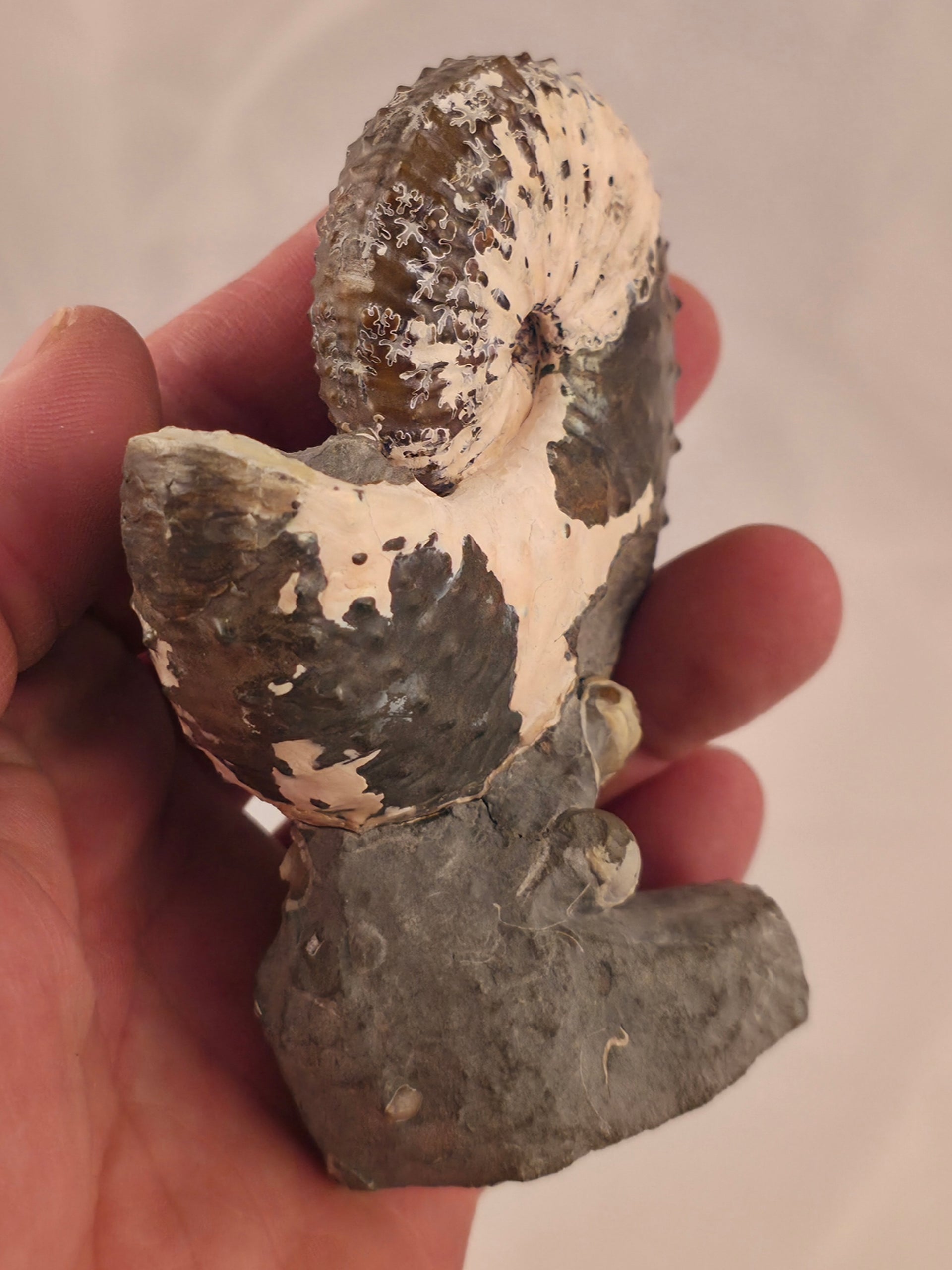 Discoscaphites cf. D. gulosus 