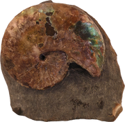 Discoscaphites conradi 