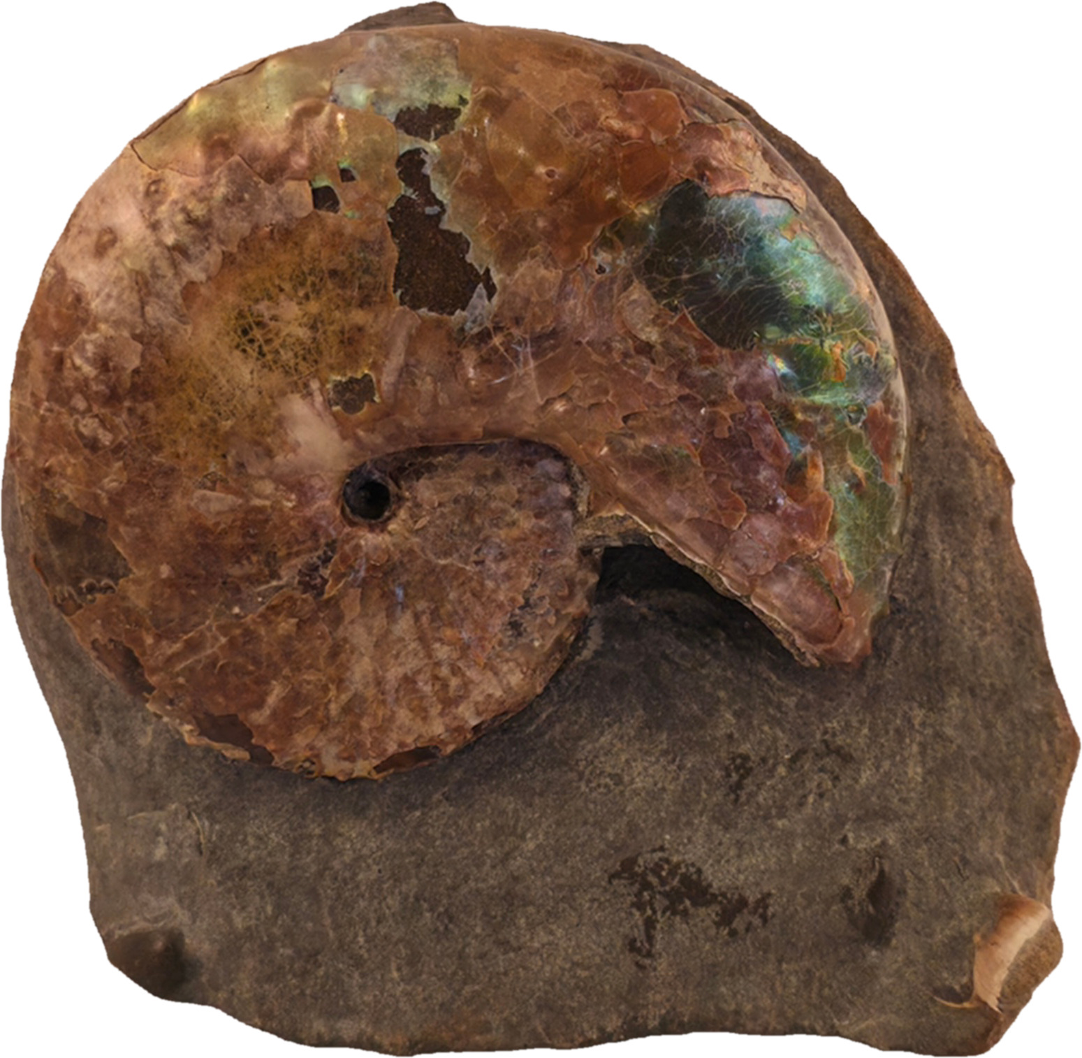 Discoscaphites conradi 