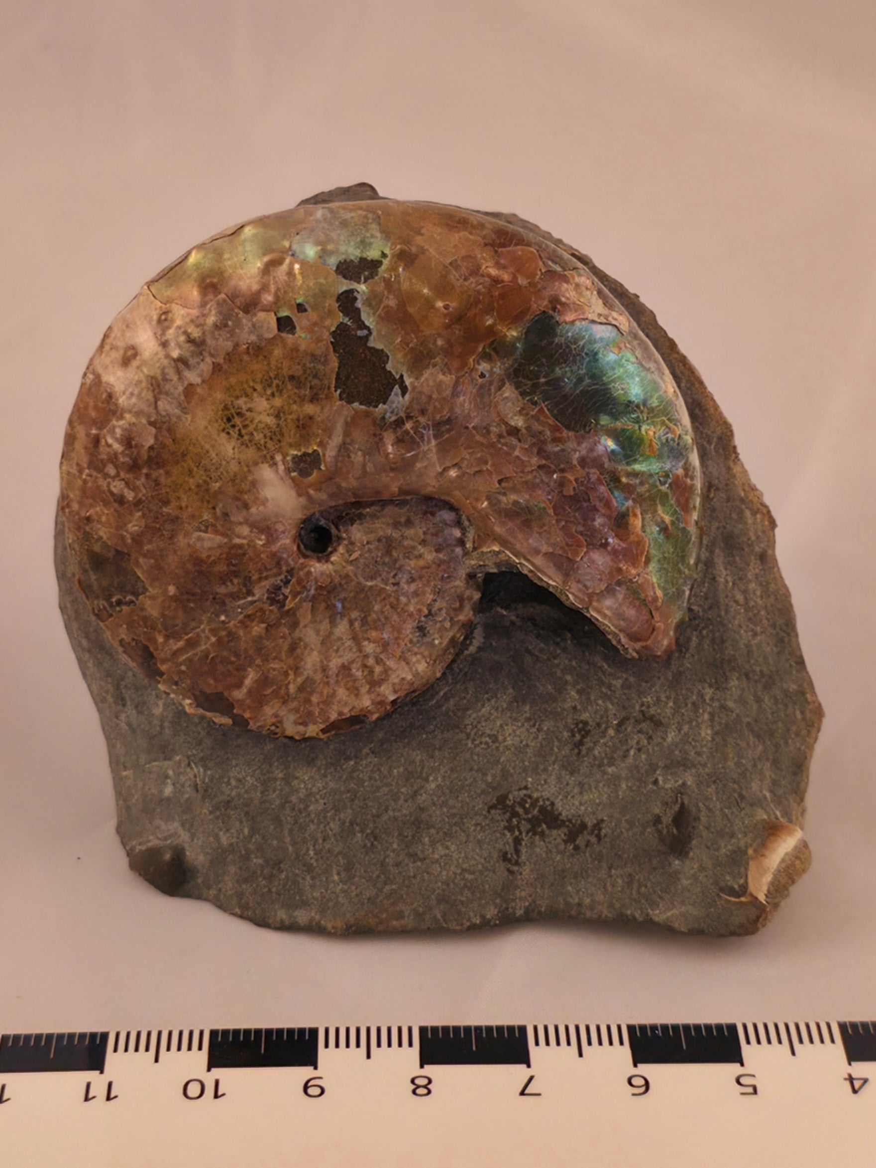 Discoscaphites conradi 