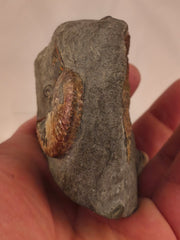 Discoscaphites conradi 