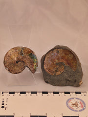 Discoscaphites conradi 