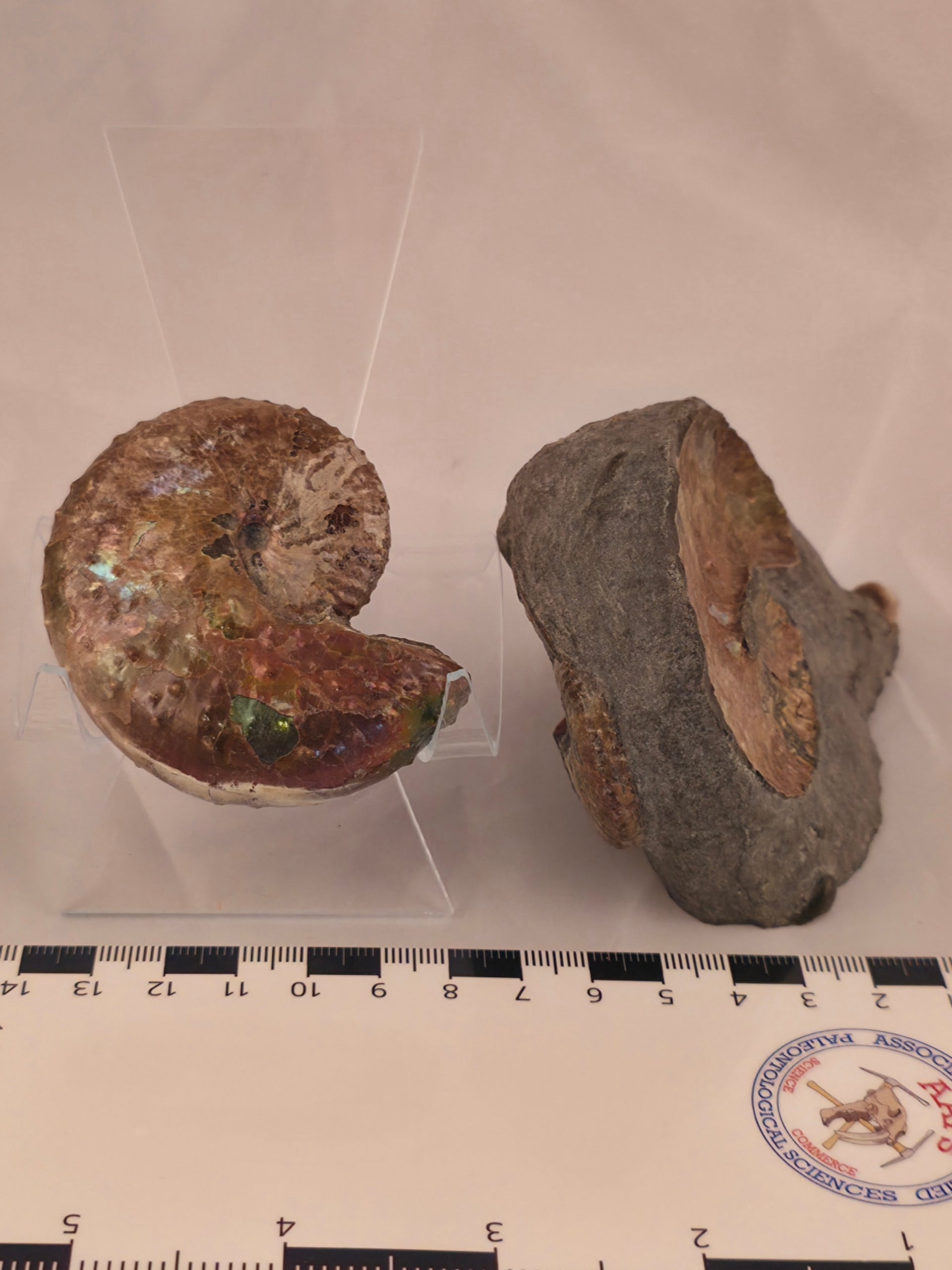 Discoscaphites conradi 