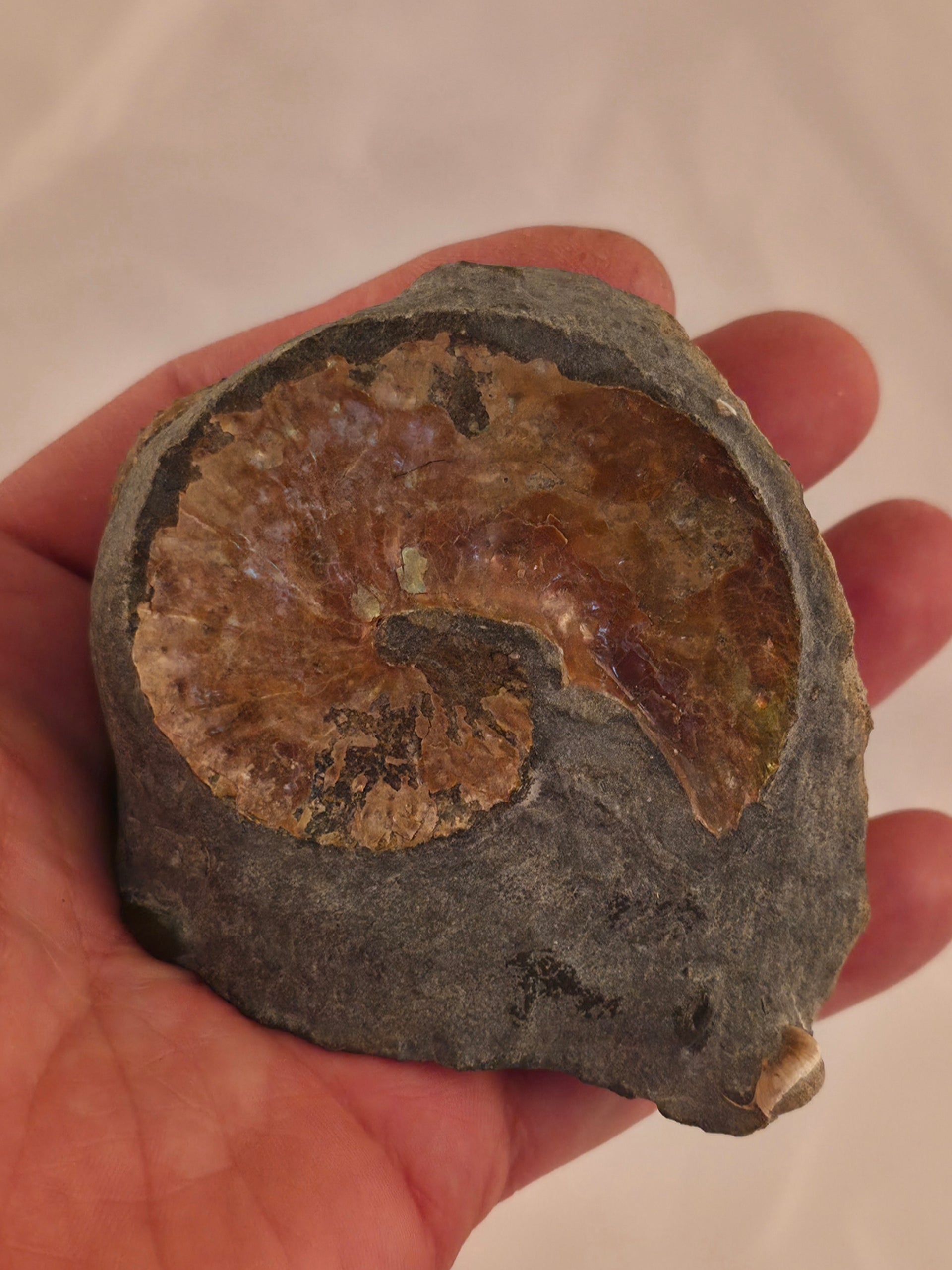 Discoscaphites conradi 