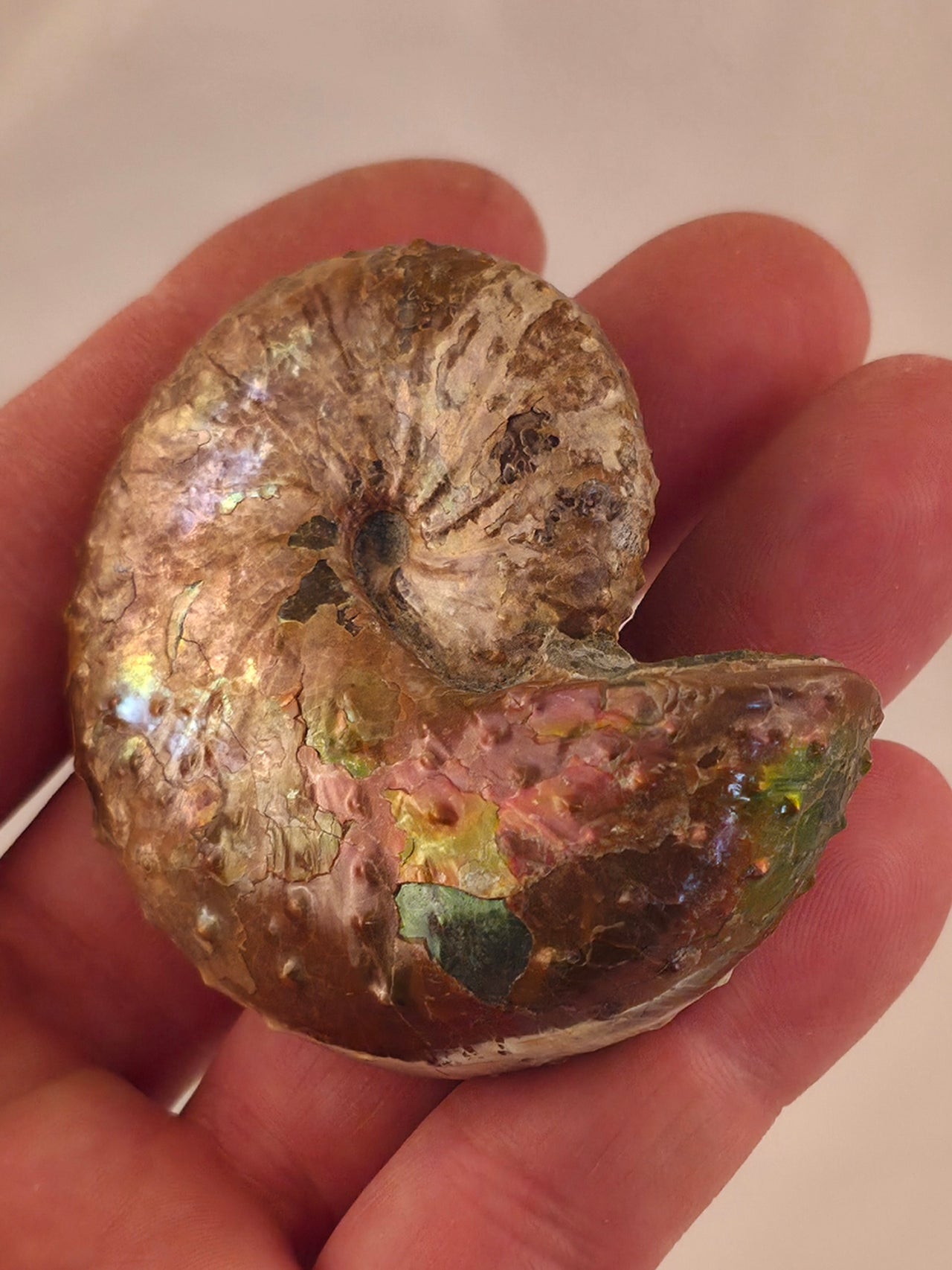 Discoscaphites conradi 