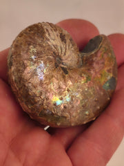 Discoscaphites conradi 