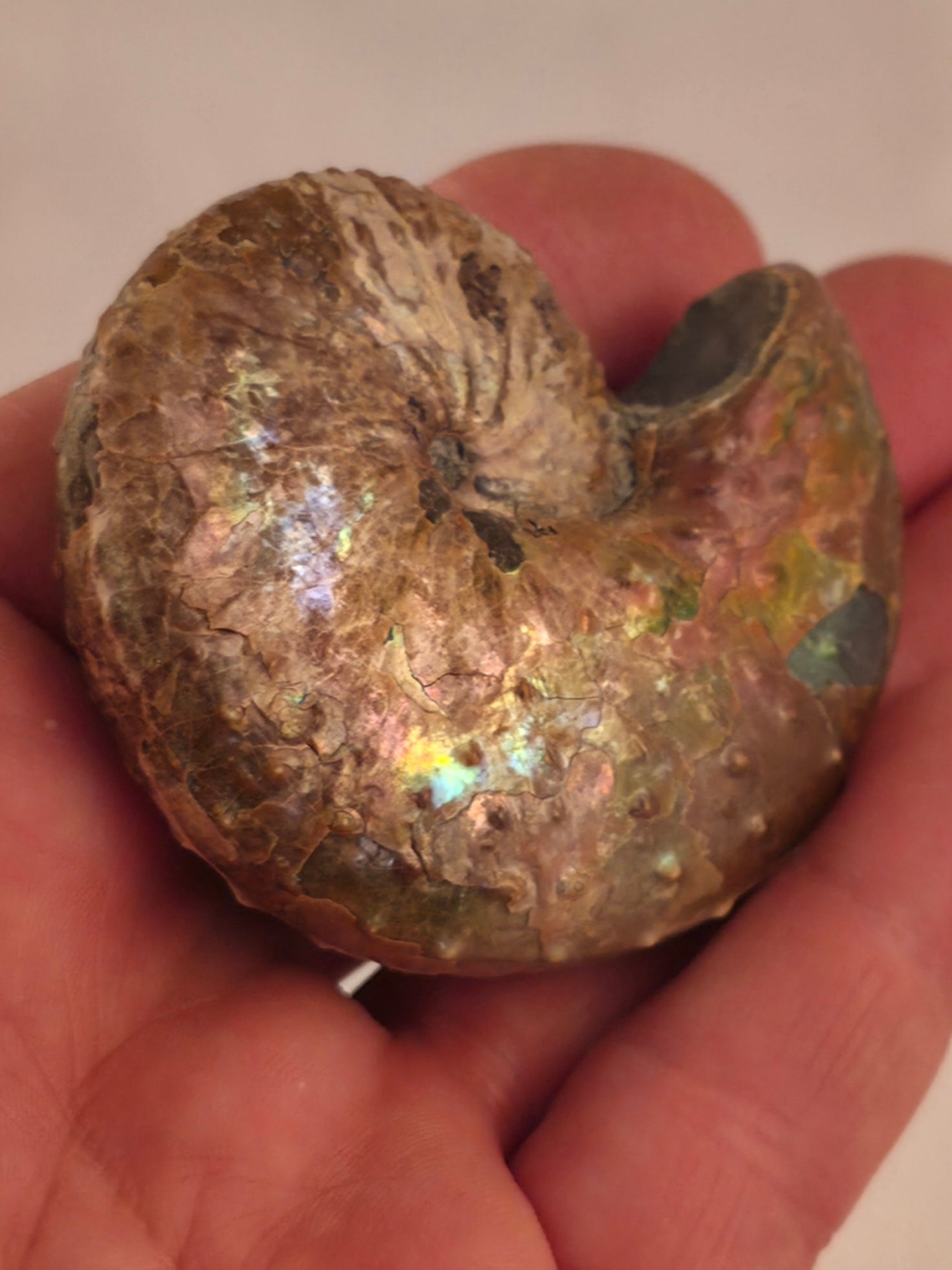 Discoscaphites conradi 