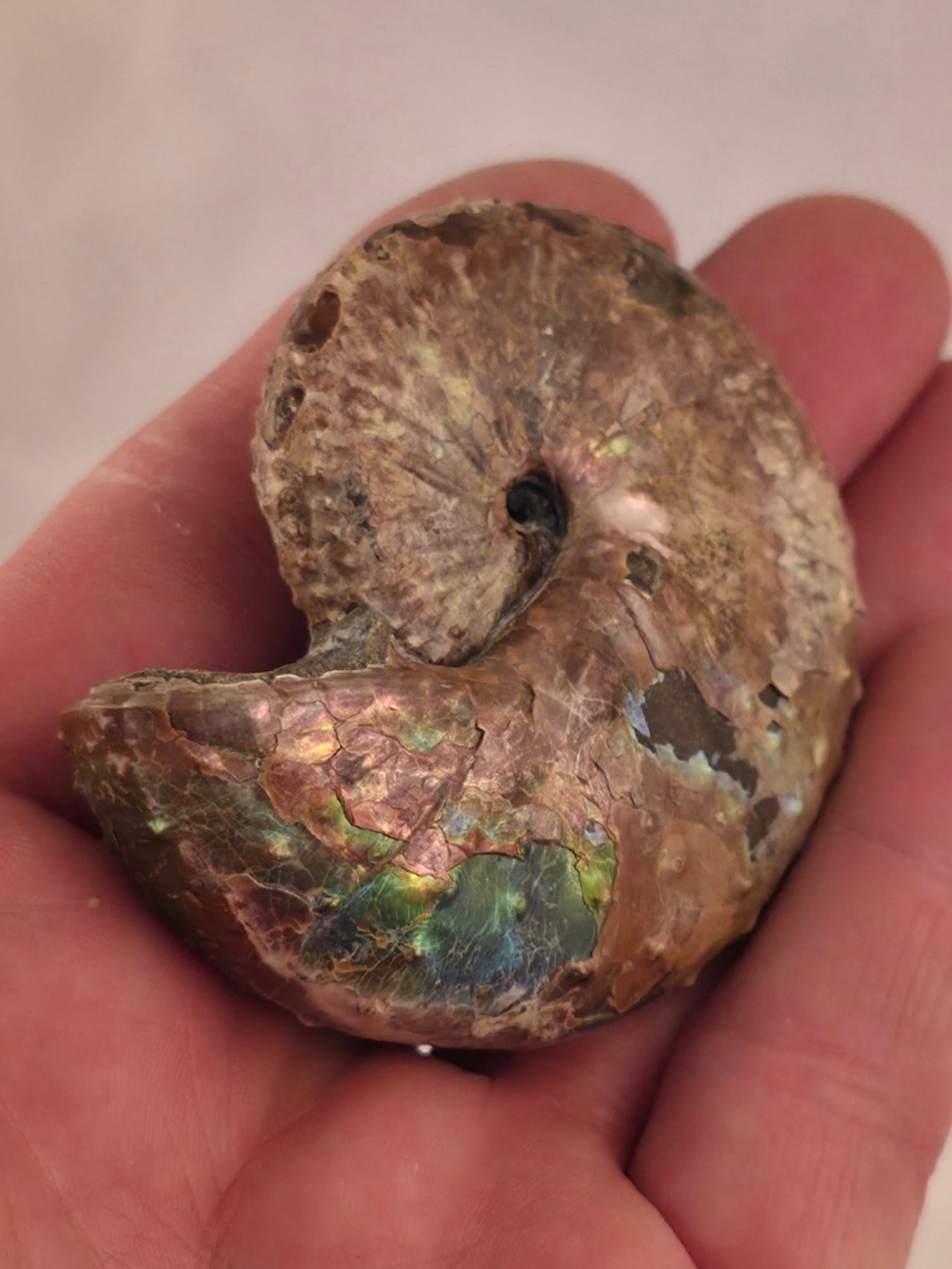 Discoscaphites conradi 