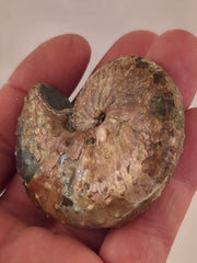 Discoscaphites conradi 