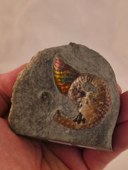 Discoscaphites conradi 