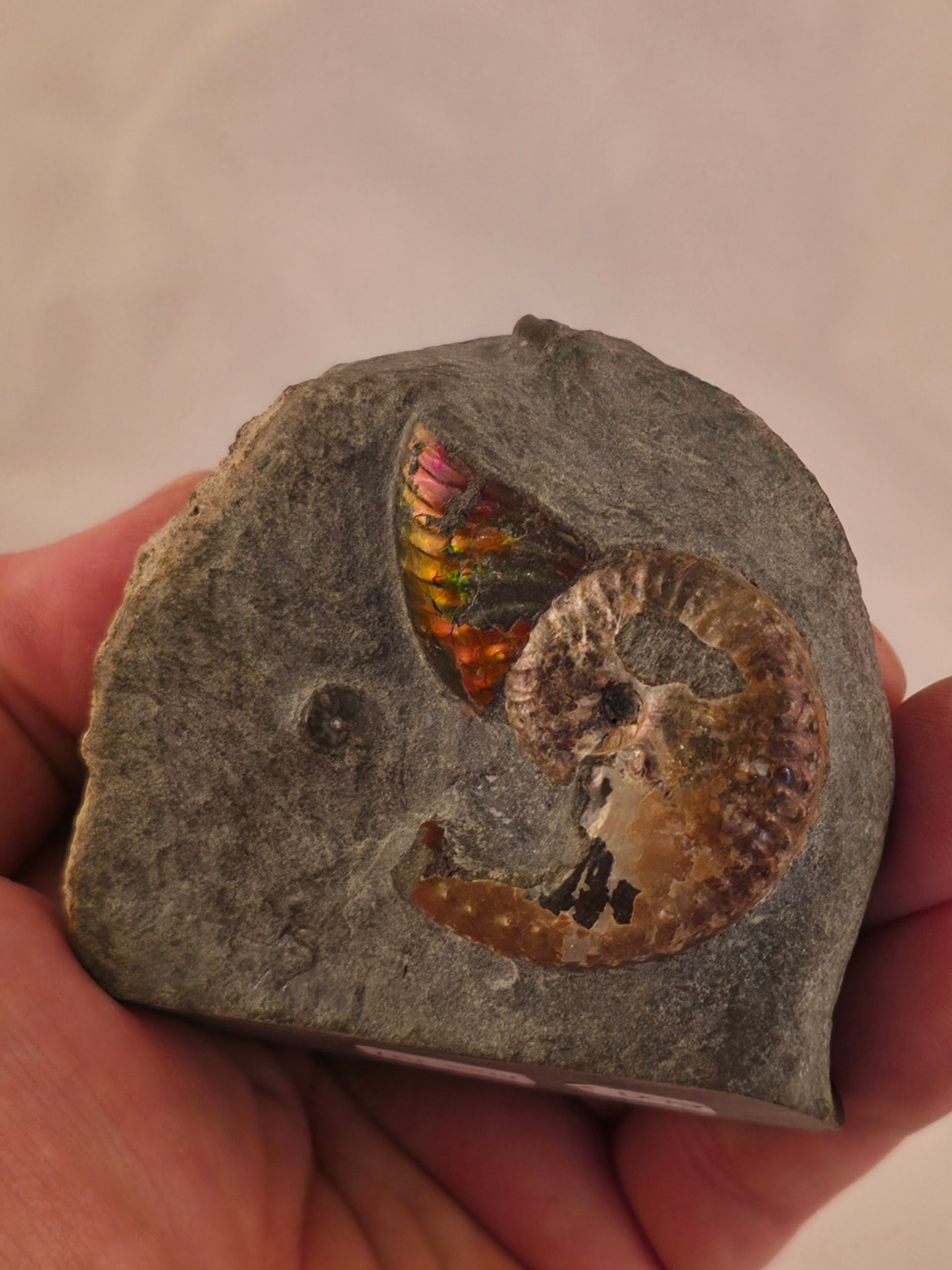 Discoscaphites conradi 