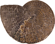 Sphenodiscus beecheri