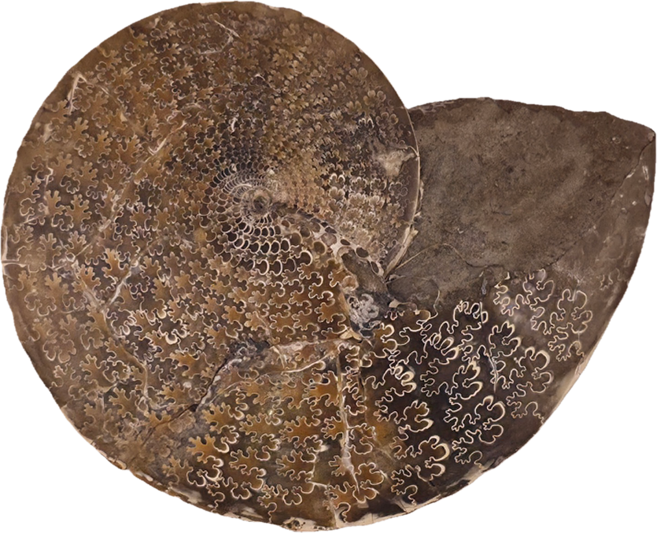 Sphenodiscus beecheri