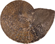 Sphenodiscus beecheri