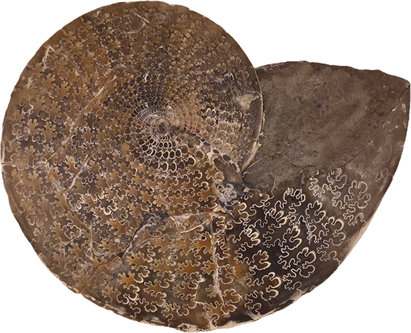 Sphenodiscus beecheri