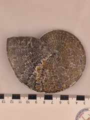 Sphenodiscus beecheri 