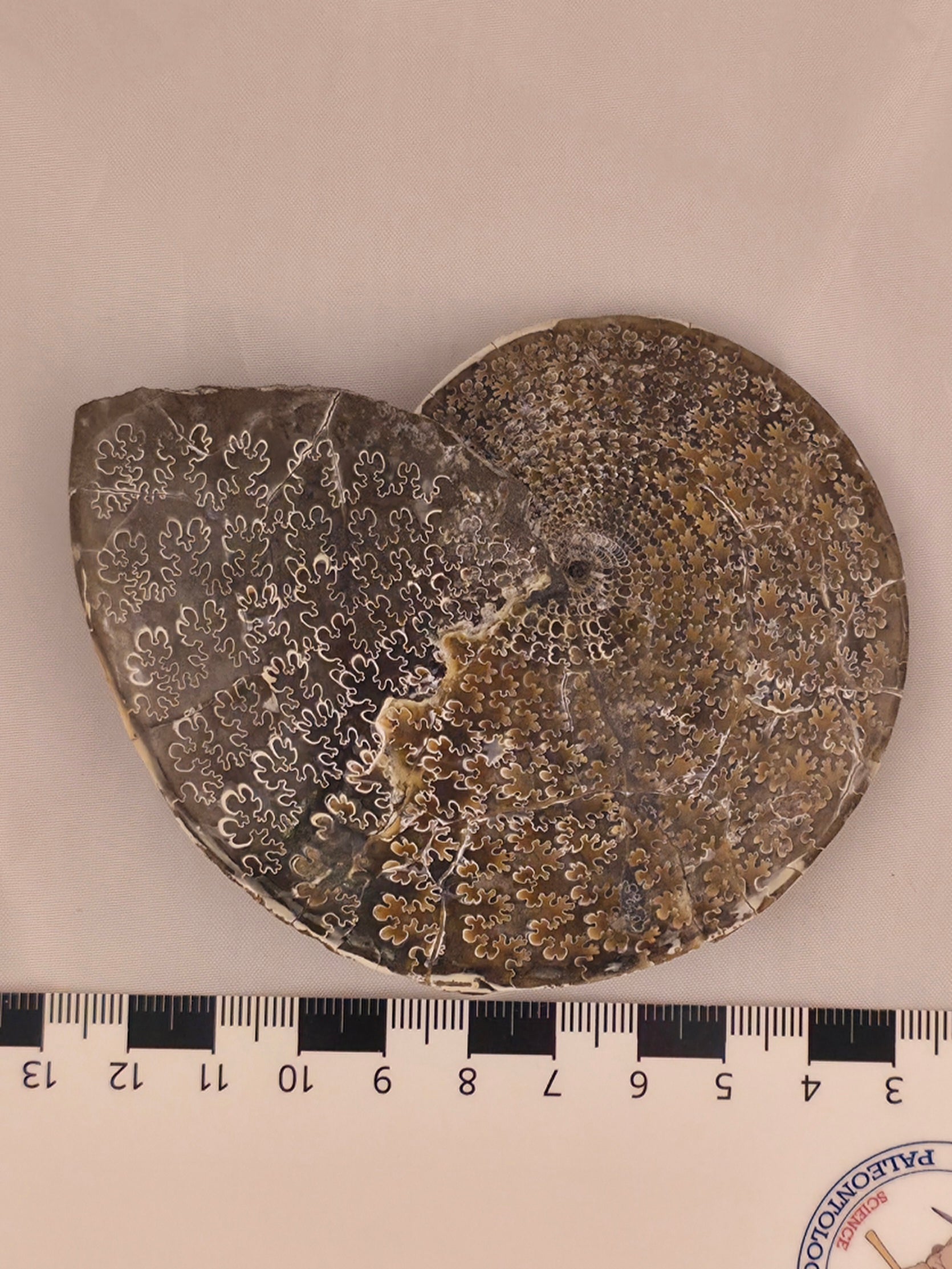 Sphenodiscus beecheri 