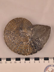Sphenodiscus beecheri 