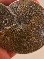 Sphenodiscus beecheri 