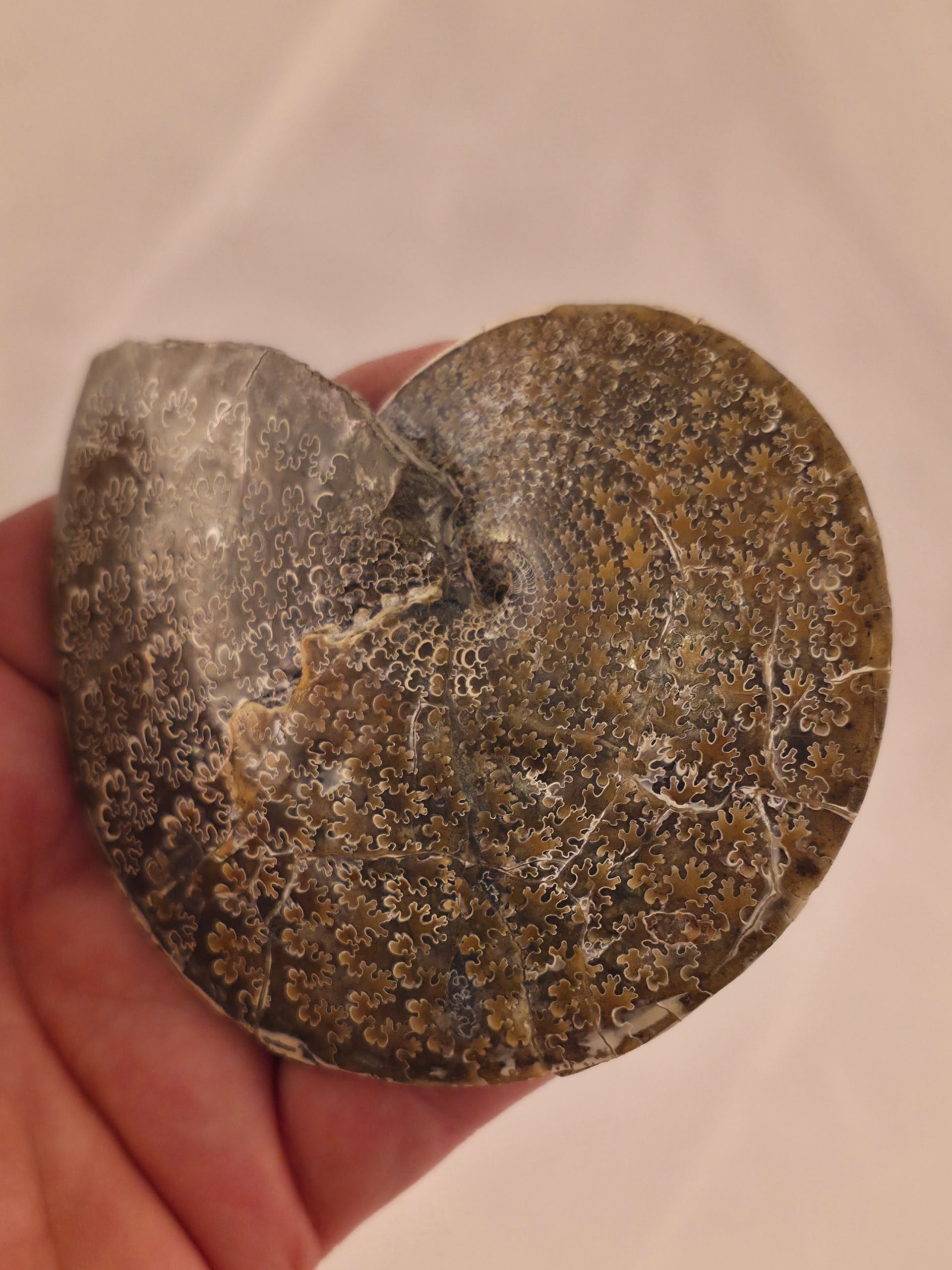 Sphenodiscus beecheri 