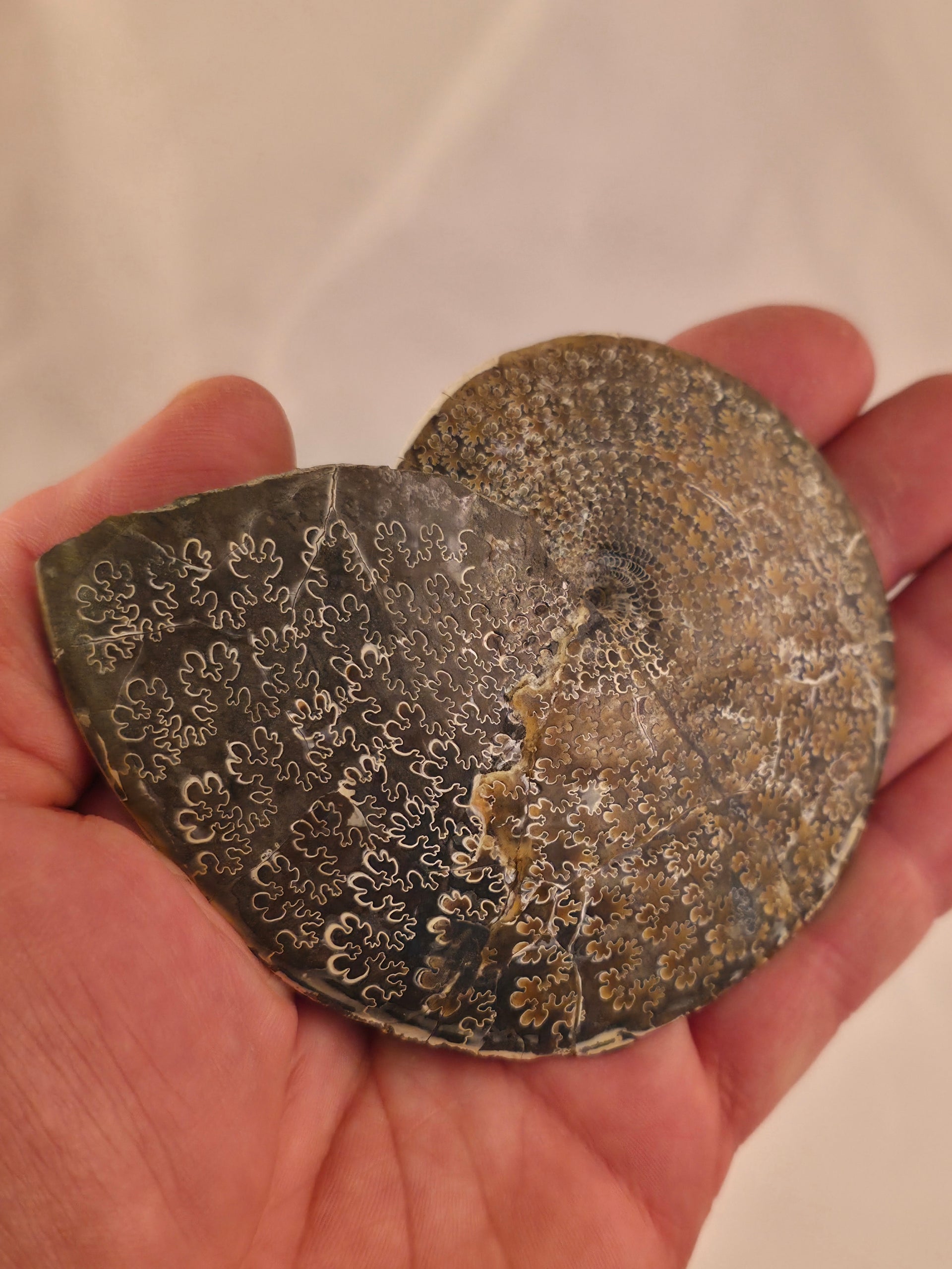 Sphenodiscus beecheri 