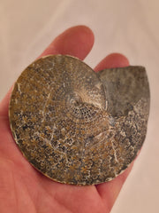 Sphenodiscus beecheri 