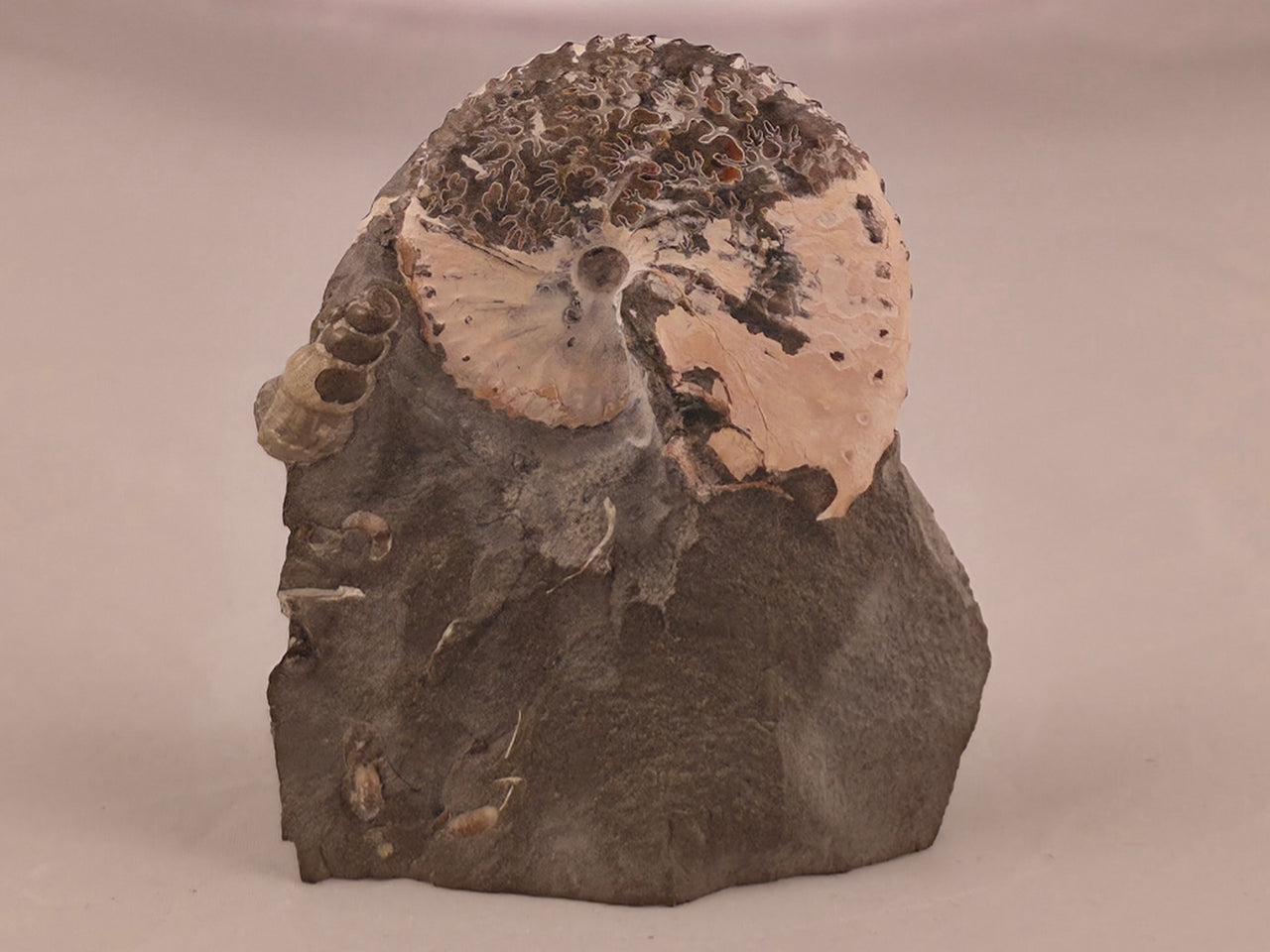 Discoscaphites conradi 