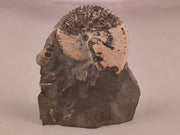 Discoscaphites conradi 