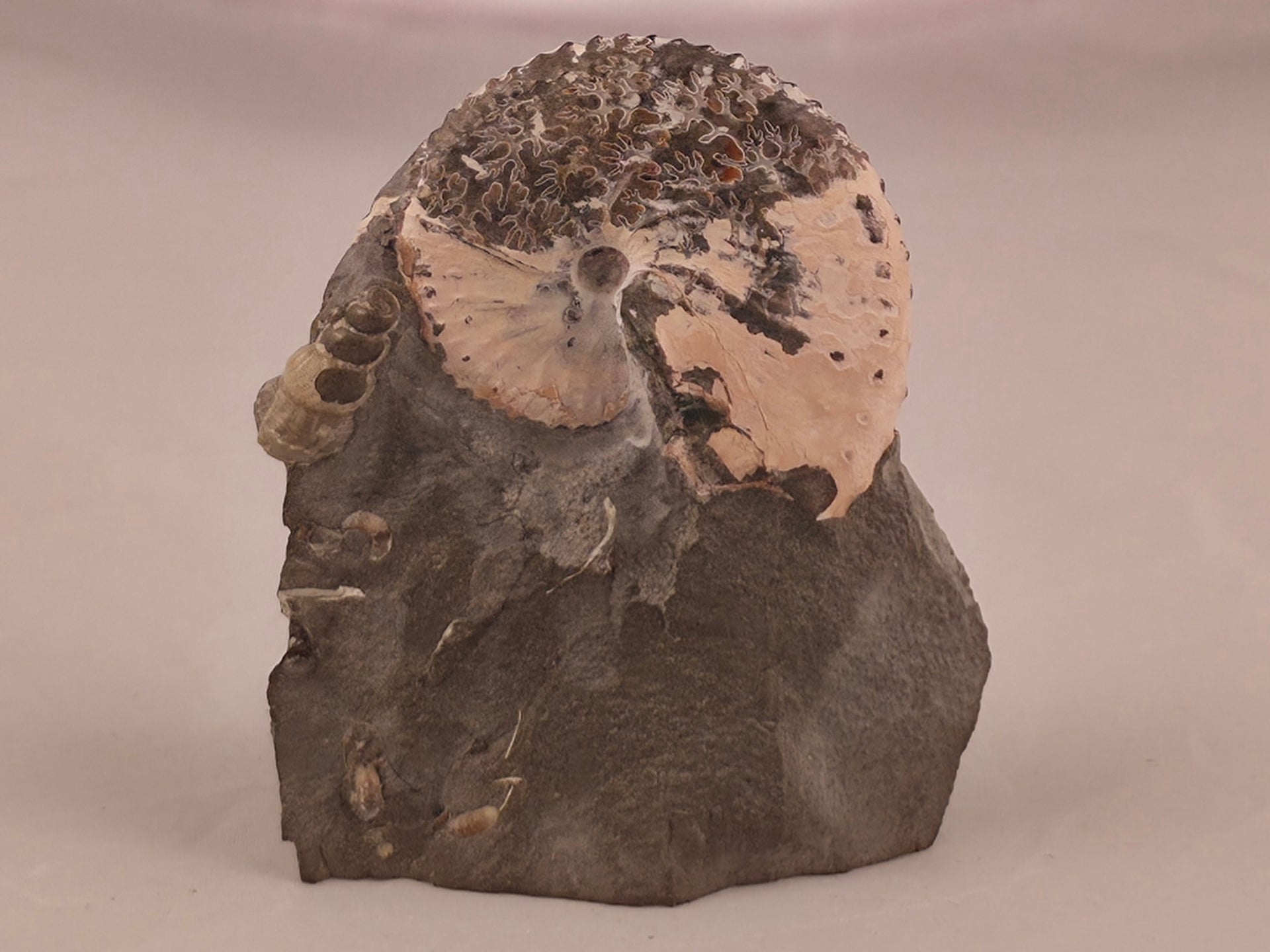 Discoscaphites conradi 