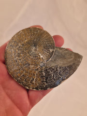 Sphenodiscus beecheri 