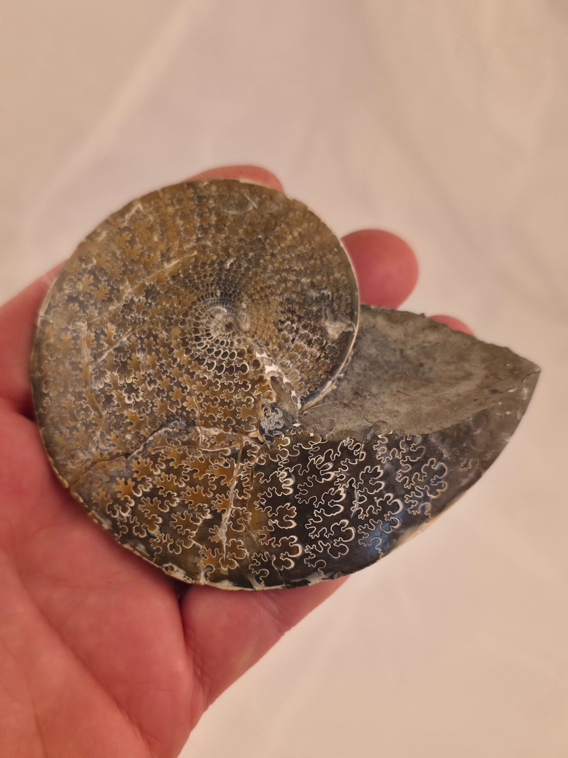 Sphenodiscus beecheri 