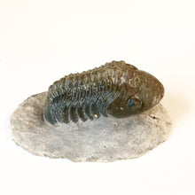 Crotalocephalina gibba fossil trilobite 