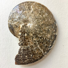 Sphenodiscus sp ammonite Fossil