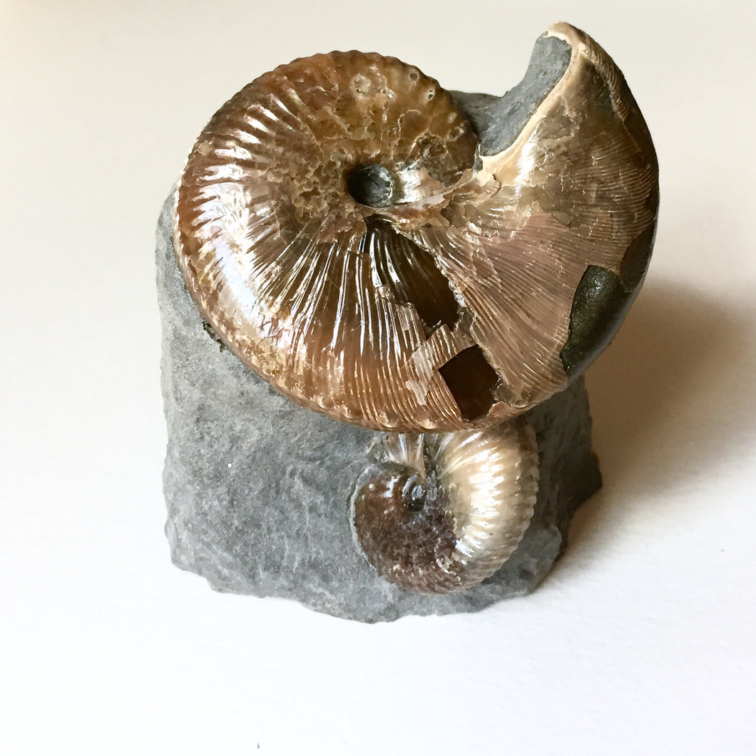 Hoploscaphities nicoletti ammonite