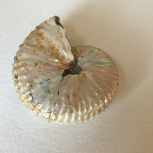 Discoscaphites conradi ammonite 