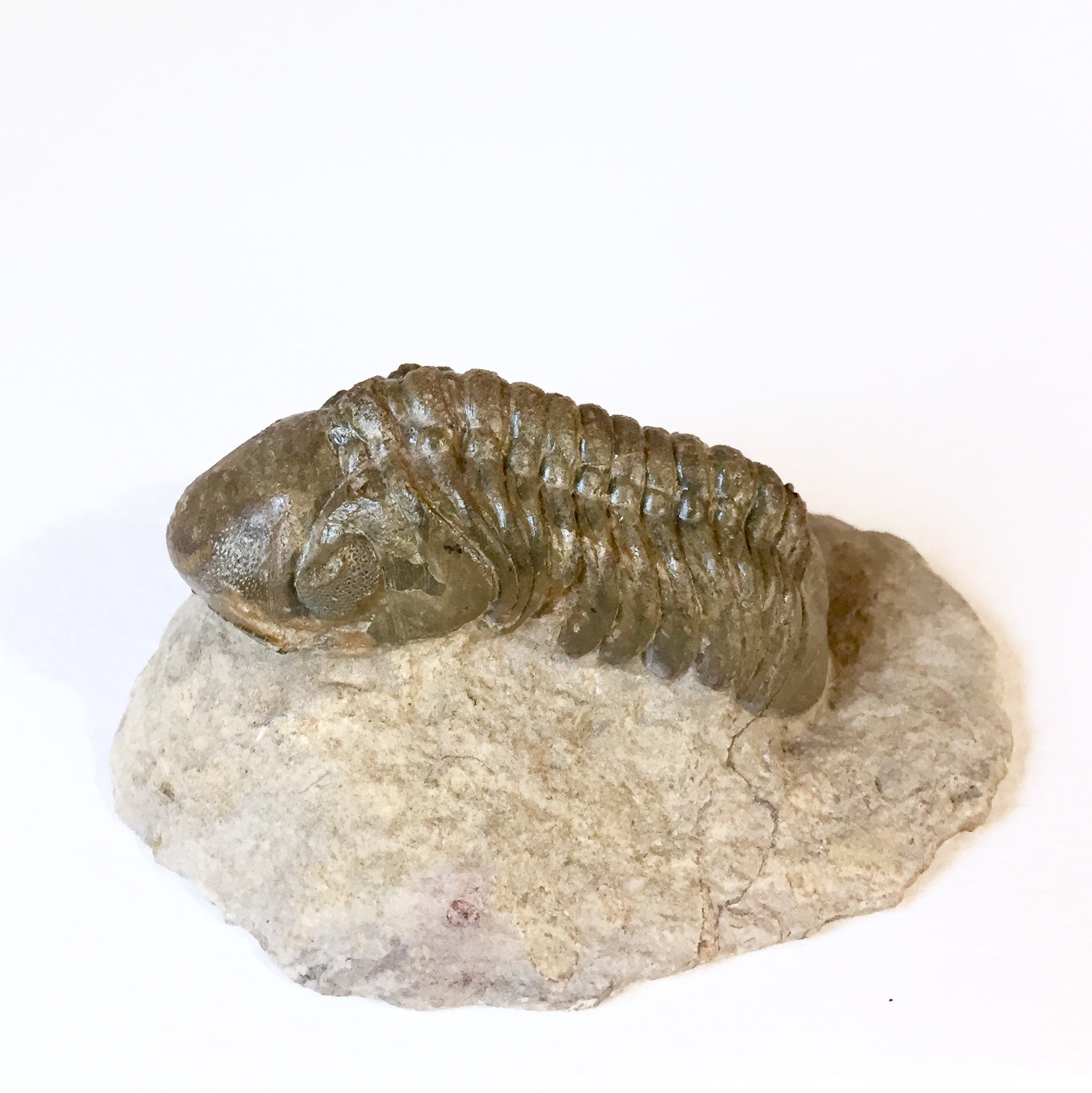 Crotalocephalina gibba