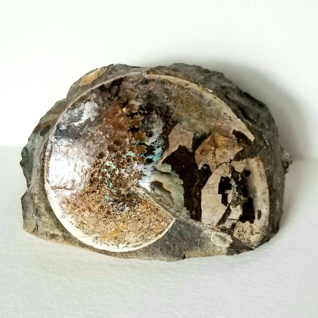 Sphenodiscus sp. Ammonite