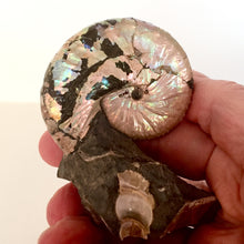 Ammonite Discoscaphities conradi 