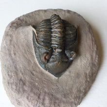 Trilobite fossil Metacanthina