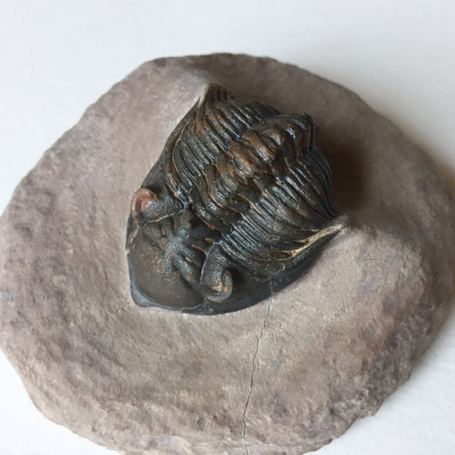 Trilobite fossil Metacanthina issoumourensis