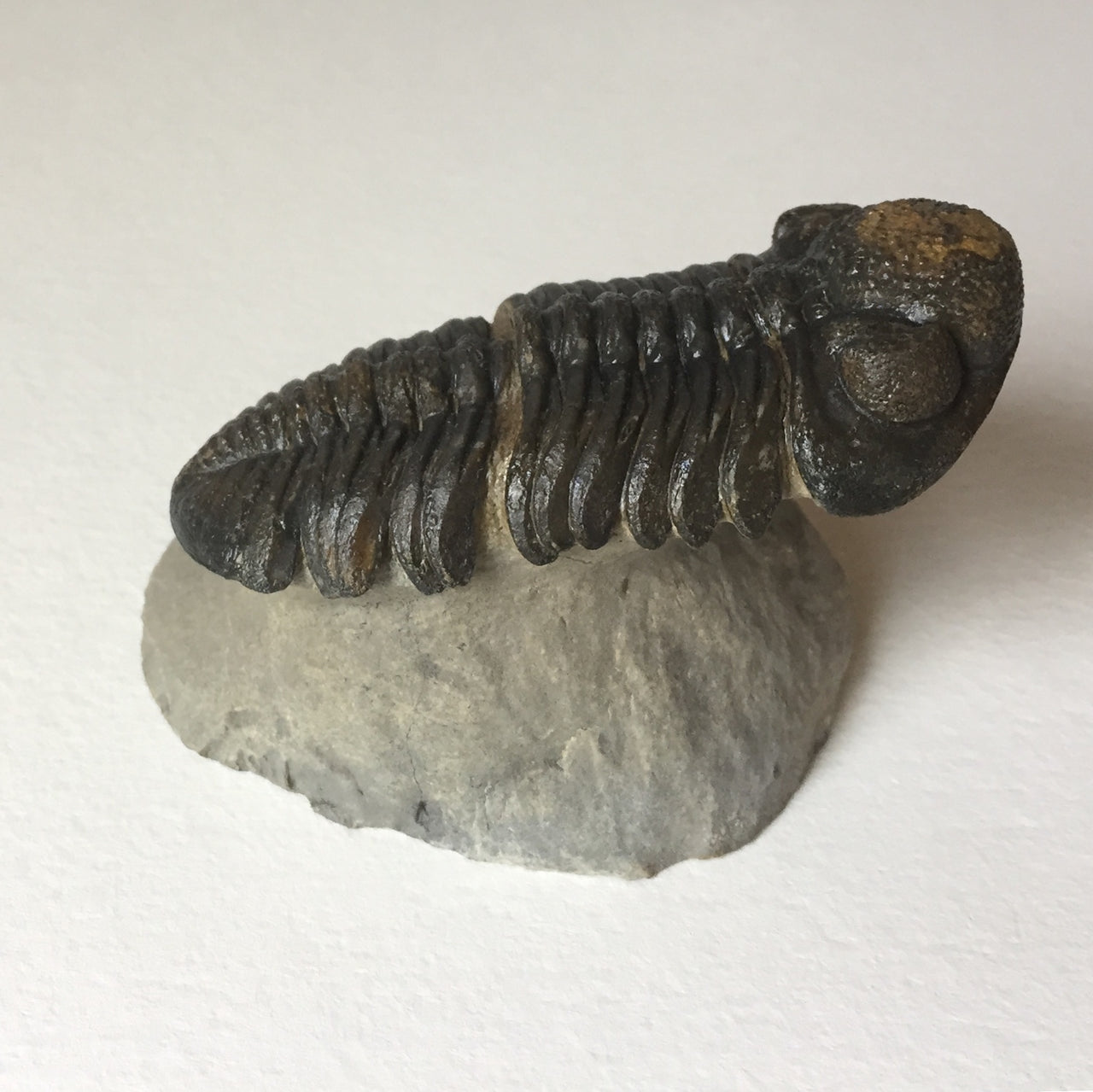 Trilobite fossil Barrandeops sp