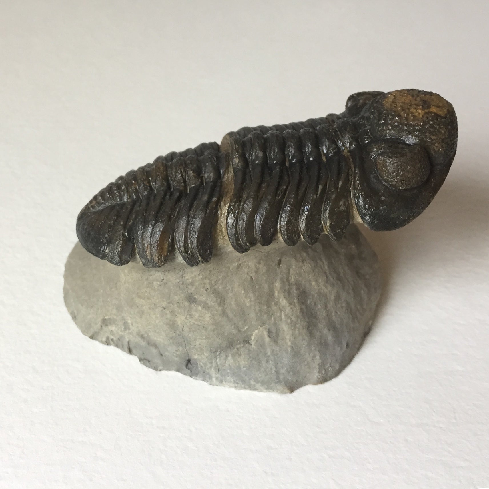 Trilobite fossil Barrandeops sp
