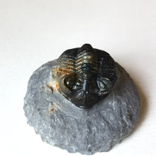 Trilobite fossil Coltraneia oufatensis