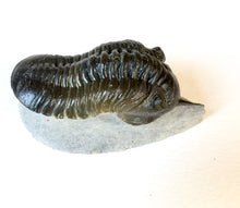 Trilobite fossil Morocanites mallodoides
