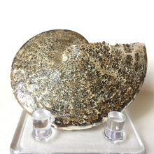 Sphenodiscus sp fossil ammonite