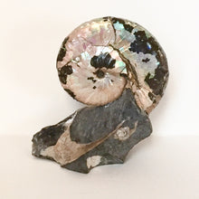 Discoscaphities conradi Ammonite