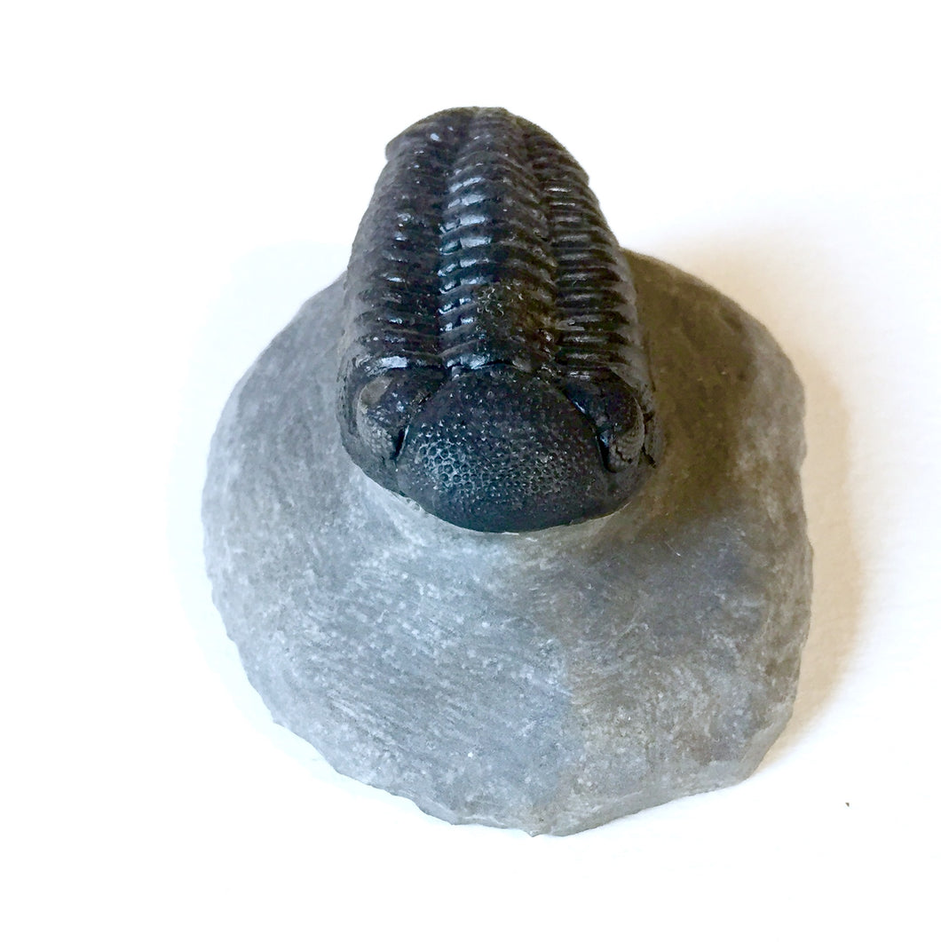 Trilobite fossil Boekops skelki
