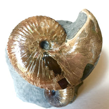 Hoploscaphities nicolleti Ammonite